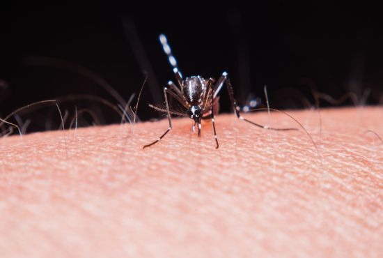 un moustique qui transmet la fièvre jaune