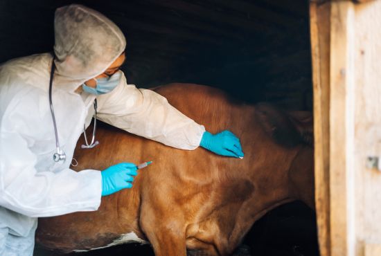 une vétérinaire qui examine une vache