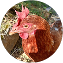 Eideve 54 profile picture