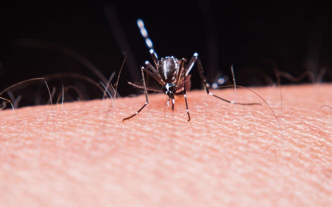 fievre jaune pourquoi se faire vacciner